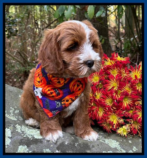 Haven Gambler 8 weeks individual 15382