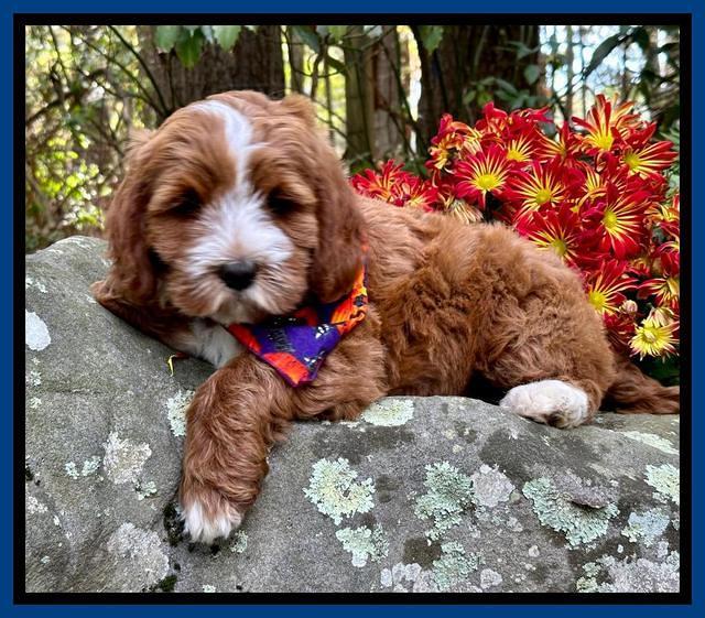 Haven Gambler 8 weeks individual 19382