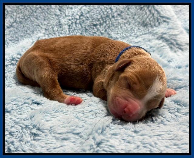 Haven Gambler newborn individual 21