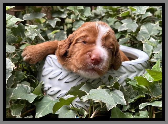 Haven Gambler 2 weeks individual 291