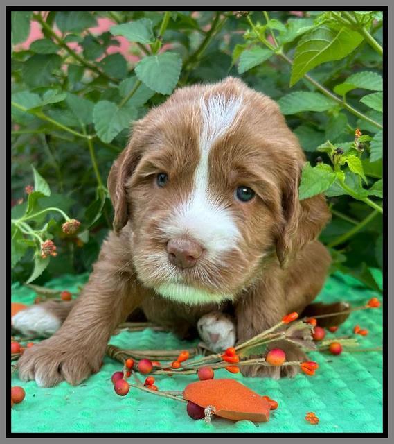 Haven Gambler 4 weeks individual 391