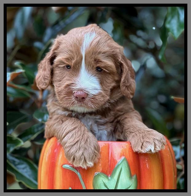 Haven Gambler 5 weeks individual 641