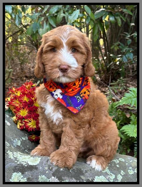 Haven Gambler 8 weeks individual 221