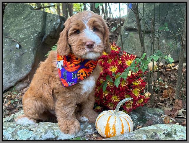 Haven Gambler 8 weeks individual 261