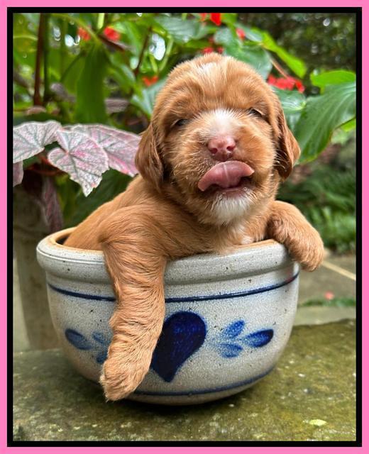 Haven Gambler 3 weeks individual 51