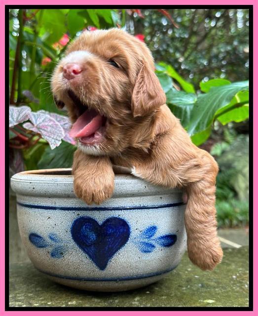 Haven Gambler 3 weeks individual 71