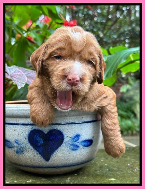 Haven Gambler 3 weeks individual 81