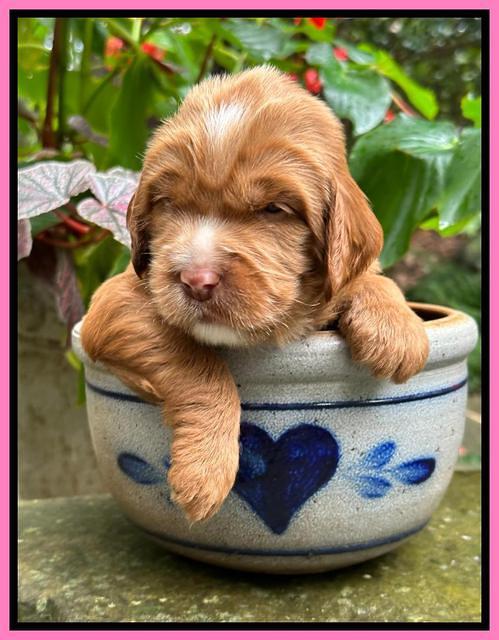 Haven Gambler 3 weeks individual 91