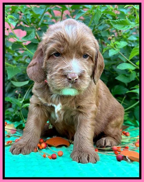 Haven Gambler 4 weeks individual 101