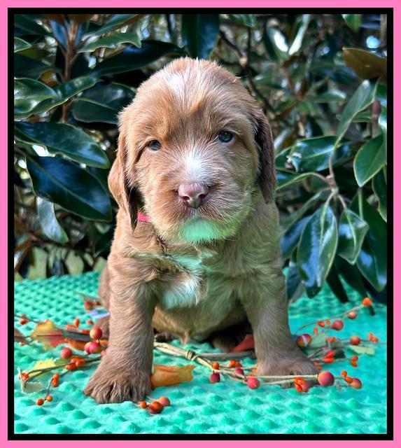 Haven Gambler 4 weeks individual 71