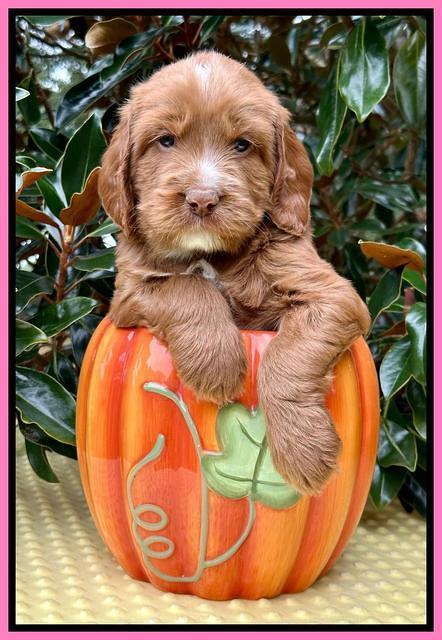 Haven Gambler 5 weeks individual 151