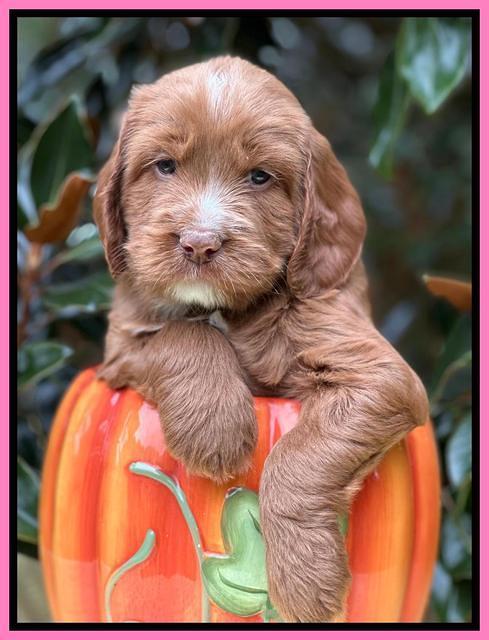 Haven Gambler 5 weeks individual 91