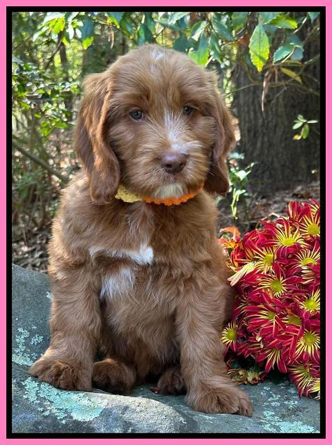 Haven Gambler 8 weeks individual 40382