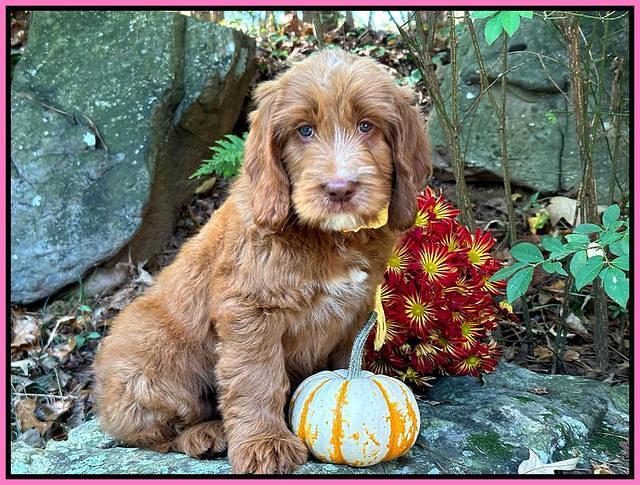 Haven Gambler 8 weeks individual 45382