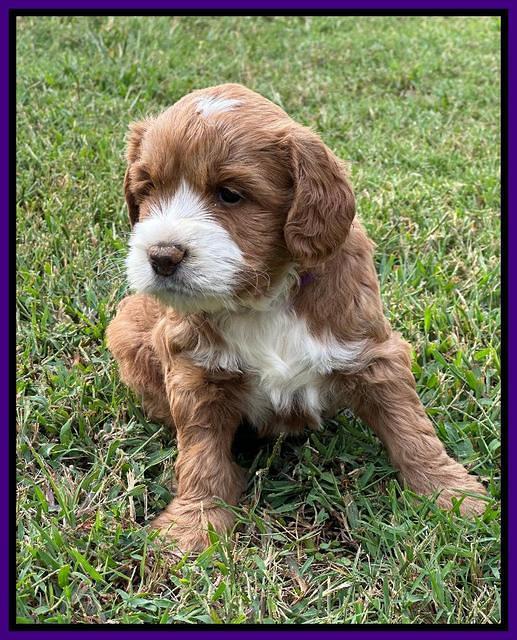 Haven Gambler 5 weeks individual 161