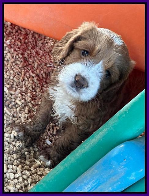 Haven Gambler 6 weeks individual 181