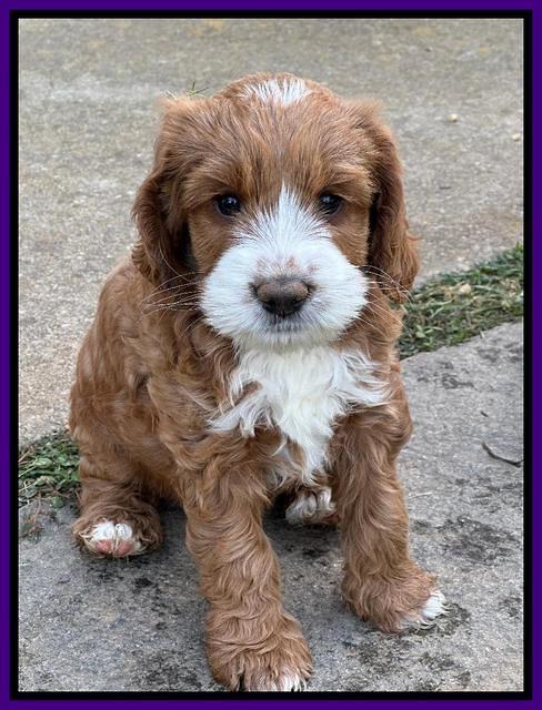 Haven Gambler 7 weeks individual 141