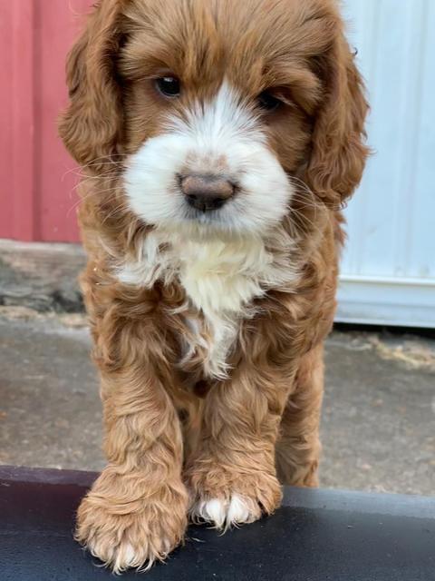 Haven Gambler 7 weeks individual 151