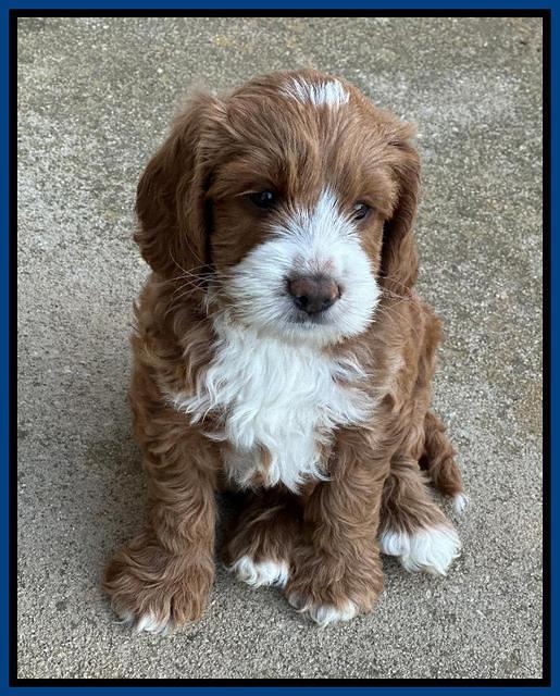 Haven Gambler 7 weeks individual 161