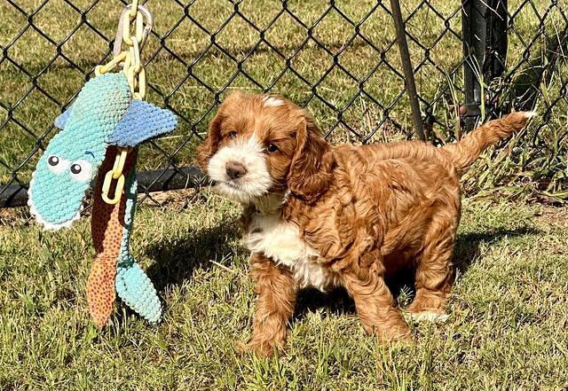 Haven Gambler 7 weeks individual 171