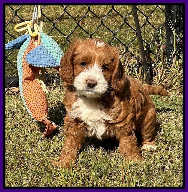 Haven Gambler 7 weeks individual 181