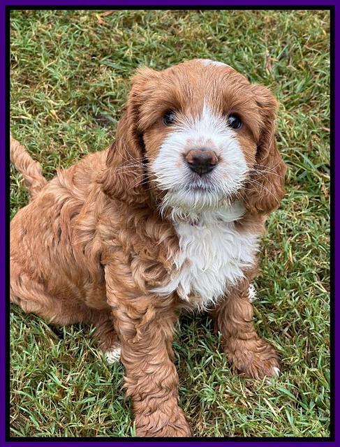 Haven Gambler 7 weeks individual 501