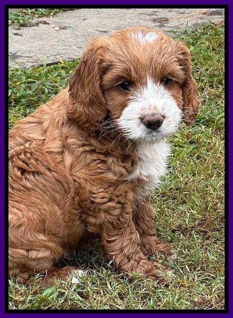 Haven Gambler 7 weeks individual 521
