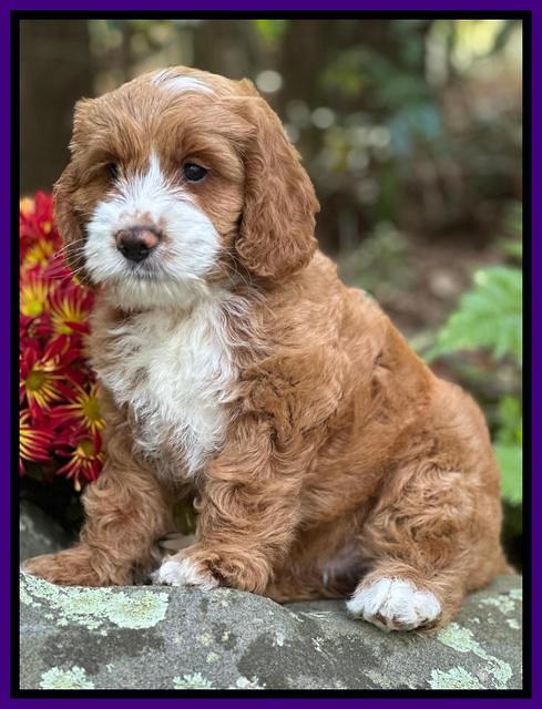 Haven Gambler 8 weeks individual 311