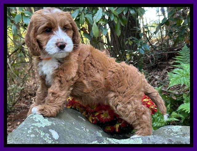 Haven Gambler 8 weeks individual 341