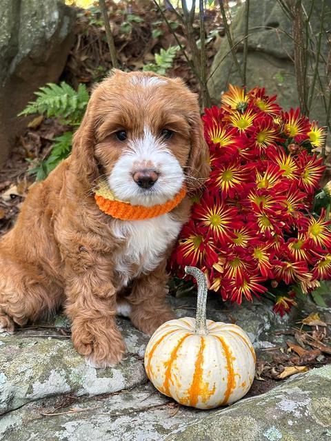 Haven Gambler 8 weeks individual 351