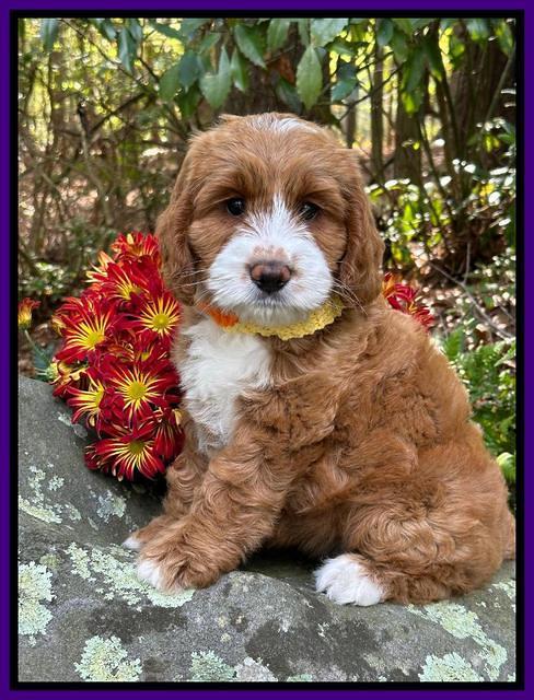 Haven Gambler 8 weeks individual 381