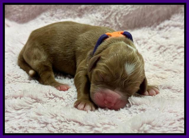 Haven Gambler newborn individual 61