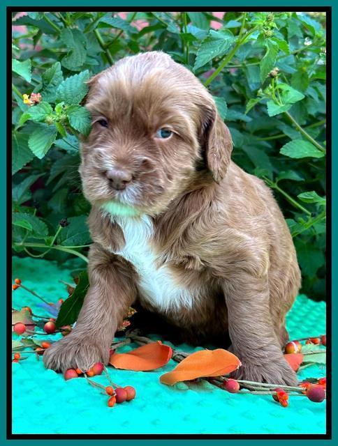 Haven Gambler 4 weeks individual 151