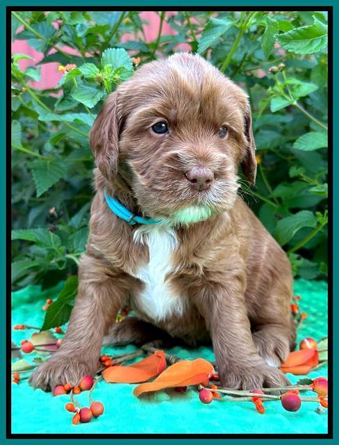 Haven Gambler 4 weeks individual 171