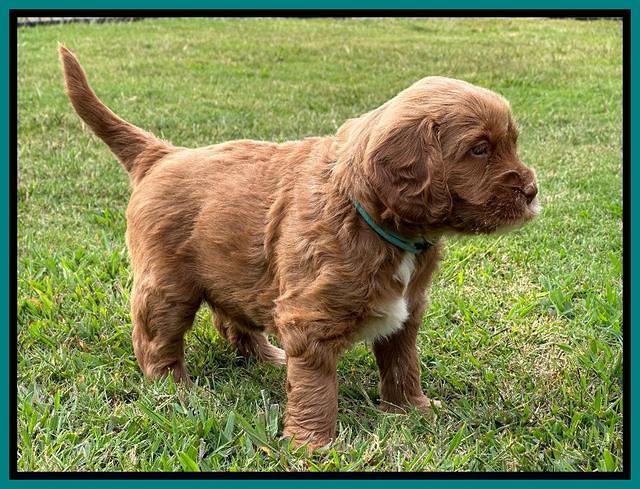 Haven Gambler 5 weeks individual 231