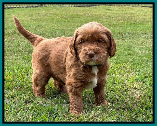 Haven Gambler 5 weeks individual 241