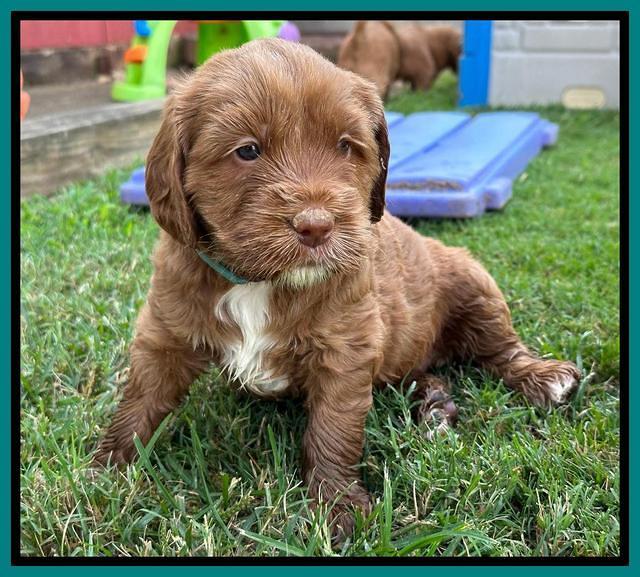 Haven Gambler 5 weeks individual 251