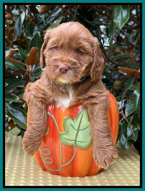 Haven Gambler 5 weeks individual 301