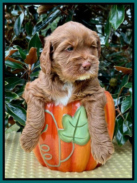 Haven Gambler 5 weeks individual 311
