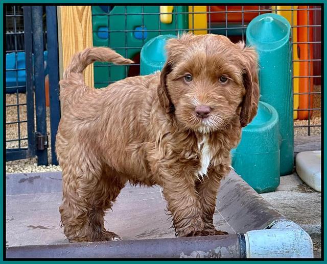 Haven Gambler 7 weeks individual 271