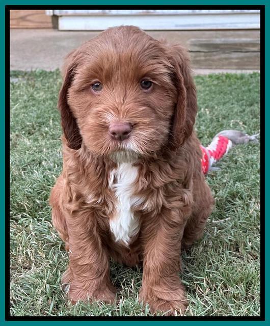 Haven Gambler 7 weeks individual 301
