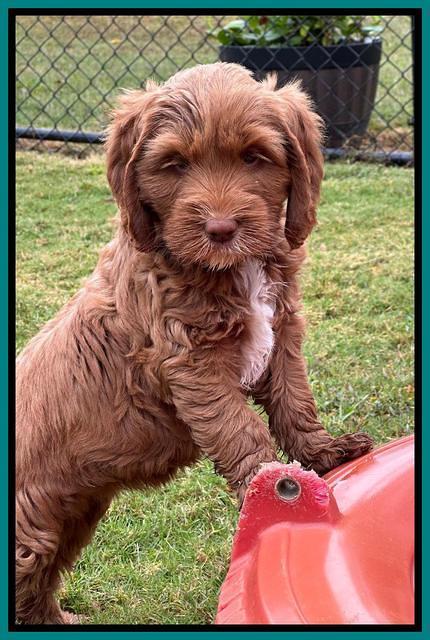 Haven Gambler 7 weeks individual 341
