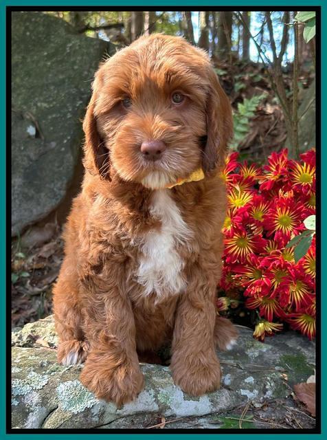 Haven Gambler 8 weeks individual 21382