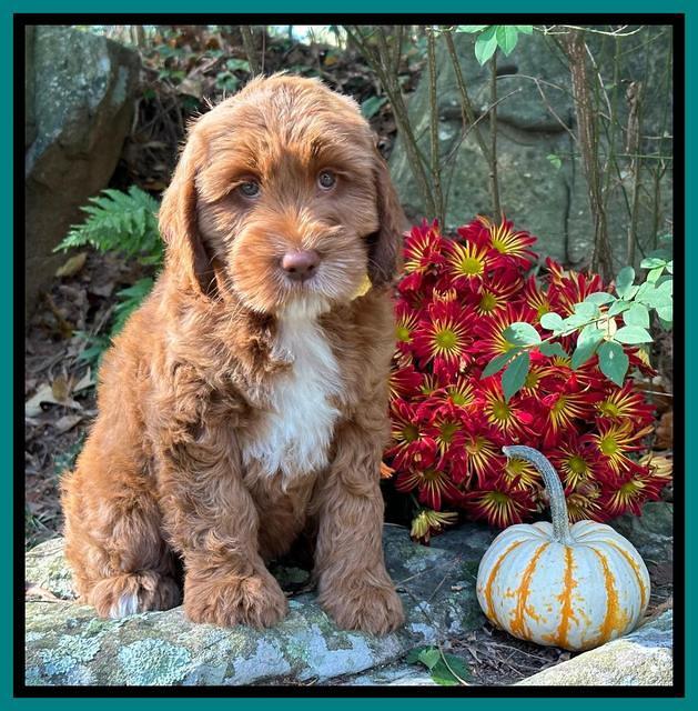 Haven Gambler 8 weeks individual 22382