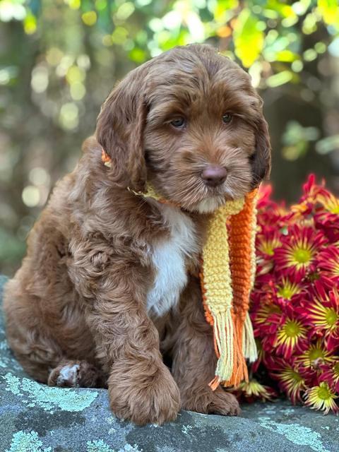 Haven Gambler 8 weeks individual 26382