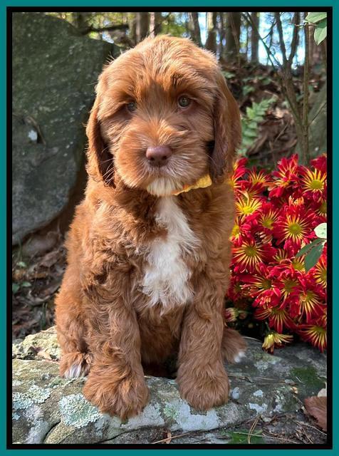 Haven Gambler 8 weeks individual 29382