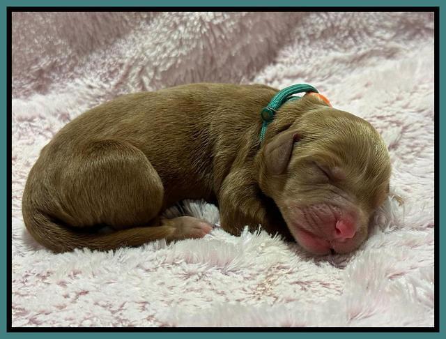 Haven Gambler newborn individual 91