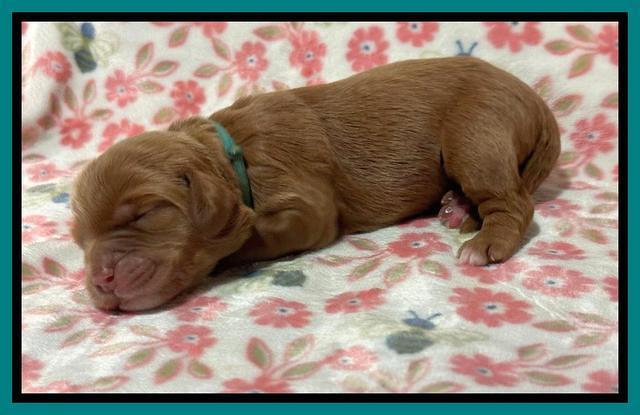 Haven Gambler one week individual 111