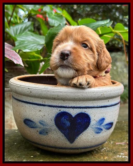 Haven Gambler 3 weeks individual 201