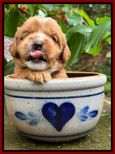 Haven Gambler 3 weeks individual 221